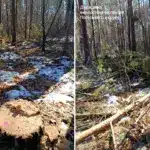 Незаконна вирубка на Рівненщині завдала лісу понад мільйон гривень збитків Пеньок від дерева та гілки.