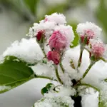 Цвіт яблуні під снігом.