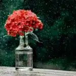 Червоні квіти у вазі на дощі.