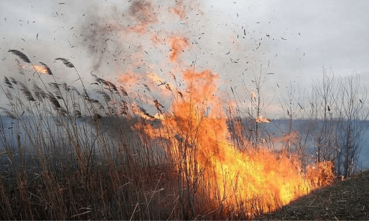 Через підпали на Рівненщині вигоріли сотні гектарів землі Горить трава.