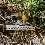 Чоловіку повідомили підозру після погроз підірвати гранати у Рівному Одна із гранат, яку погрожував підірвати чоловік.