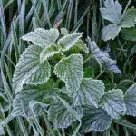 Заморозок на кропиві.