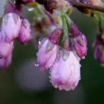 Бутони квітів на дощі.