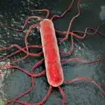 На Рівненщині зафіксували рідкісну інфекцію: чоловік потрапив у реанімацію після “застуди” Лістерія.