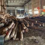 Незаконно вирубані дерева.