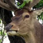 Олень Борис.