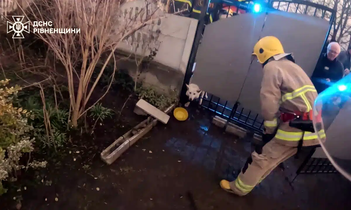 Рятувальник оглядає застряглого в паркані пса.