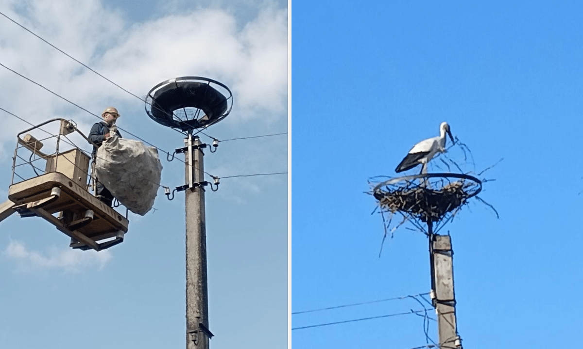 Встановлення платформи для лелечих гнізд.