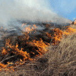 Горить трава.