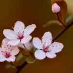 Рожевий цвіт.