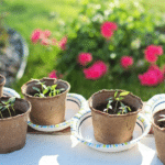 Чому не сходить насіння.