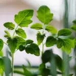 Аптечні засоби для міцної розсади: як йод, аспірин і перекис водню допоможуть виростити здорові сіянці Розсада томатів.