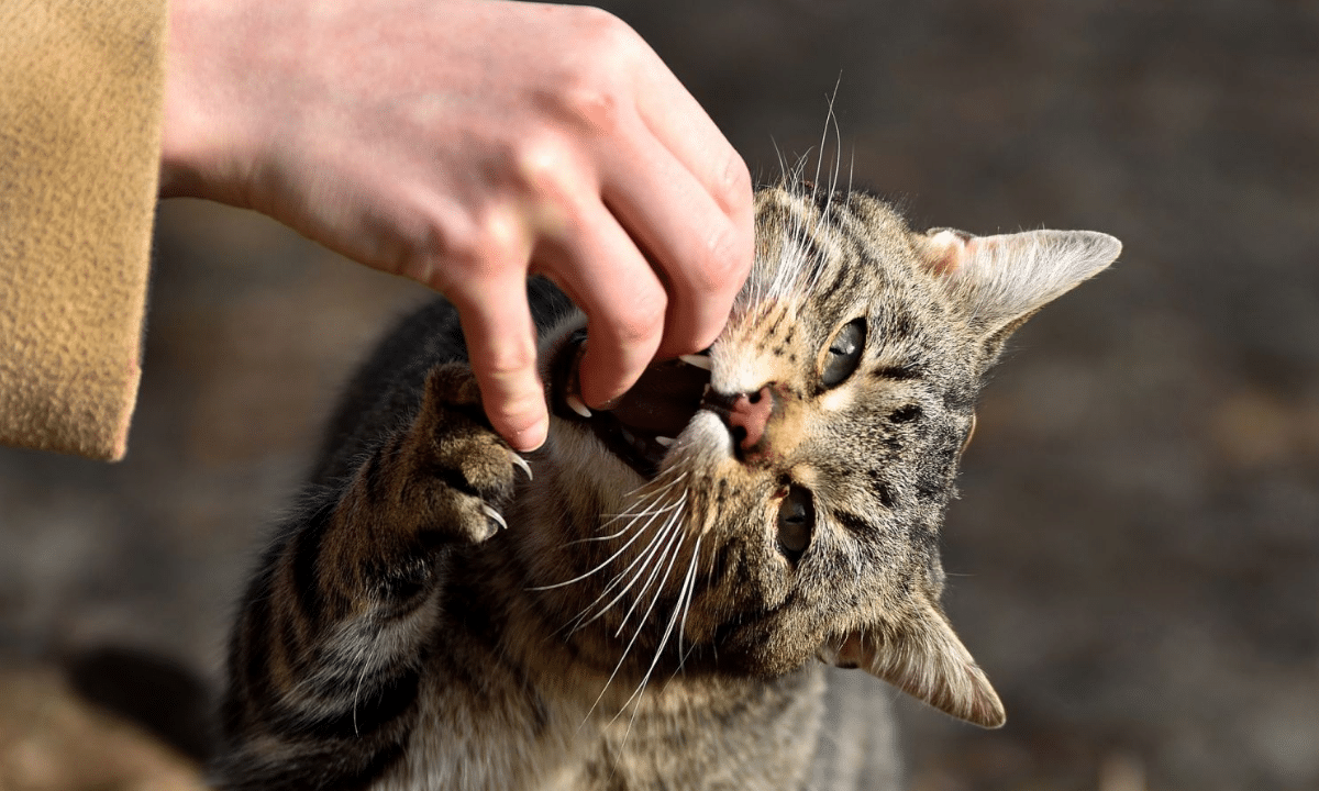 У селі на Рівненщині виявили сказ у домашнього кота Кіт кусає руку.