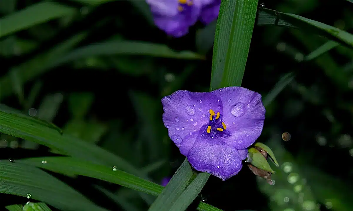 Синя квітка з краплинами дощу.