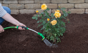 Як поливати троянди.