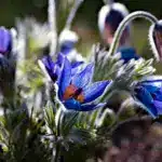 Сині весняні квітки - анемони.