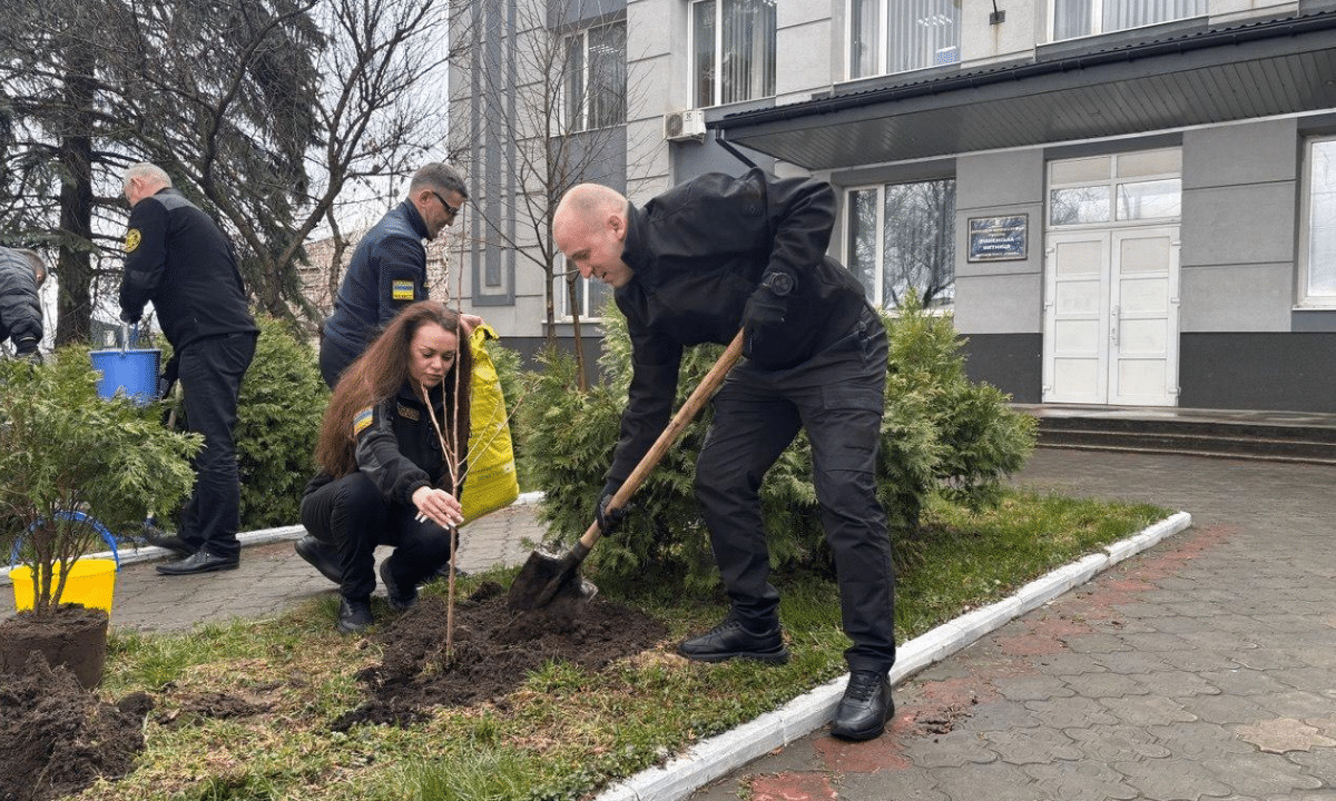 Рівненські митники висадили сакуру.