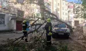 В Острозі дерево впало на припарковані автомобілі: рятувальники прибирали наслідки