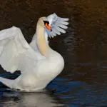 Лебідь розправив крила на воді.
