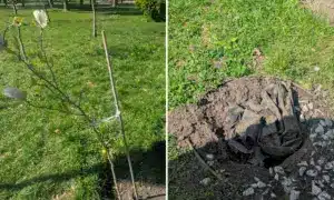 У центрі Рівного викрали магнолію та тюльпани з клумби