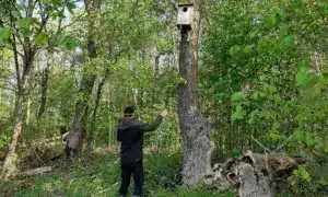 Двох єнотоподібних собак зафіксувала фотопастка у «Дермансько-Острозькому» нацпарку Успіх на водоймах Полісся: у Нобельському нацпарку масово заселяються гніздівлі для рідкісного гоголя