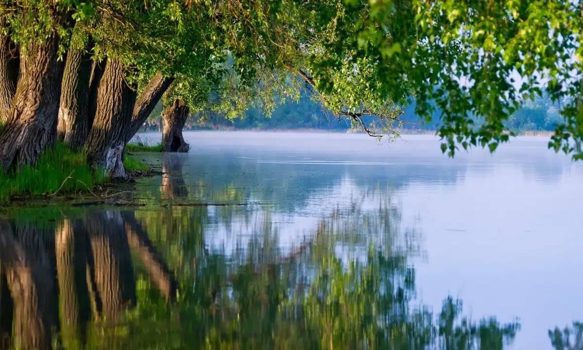 Туман на воді.