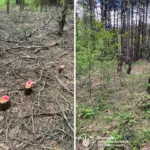 Пні від зрізаних дерев.