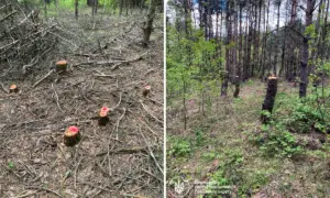 На Рівненщині виявили незаконну вирубку дерев на понад 208 тисяч гривень