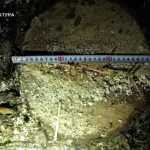 Пеньок від зрізаної сосни.