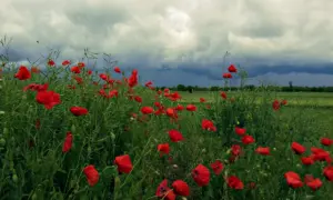 Якою буде погода на Рівненщині 10 червня. Вдень короткочасні дощі з грозами та градом