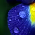 Краплини на синьо-жовтій пелюстці.